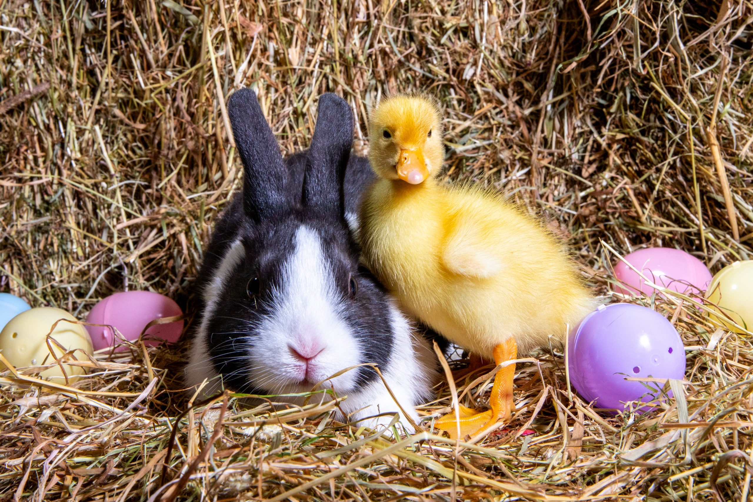 Perché cambia la data di Pasqua ogni anno | Coniglio e pulcino, due simboli pasquali