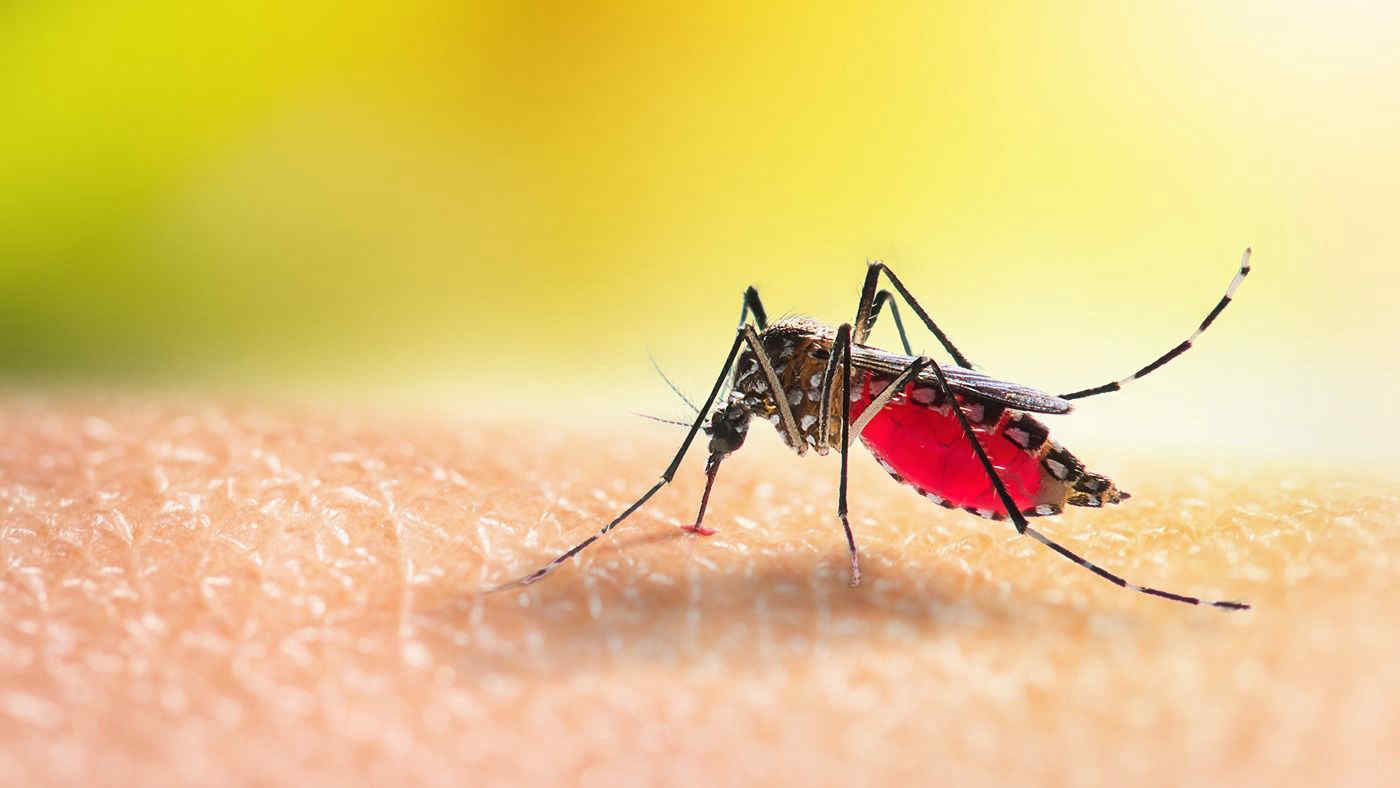 Una zanzara sta per pungere un braccio | Perché esistono le zanzare