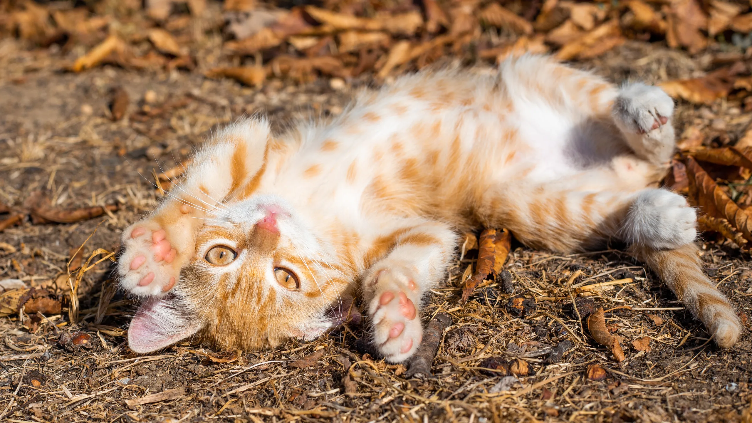 Perché i gatti atterrano sempre in piedi | Un gattino disteso
