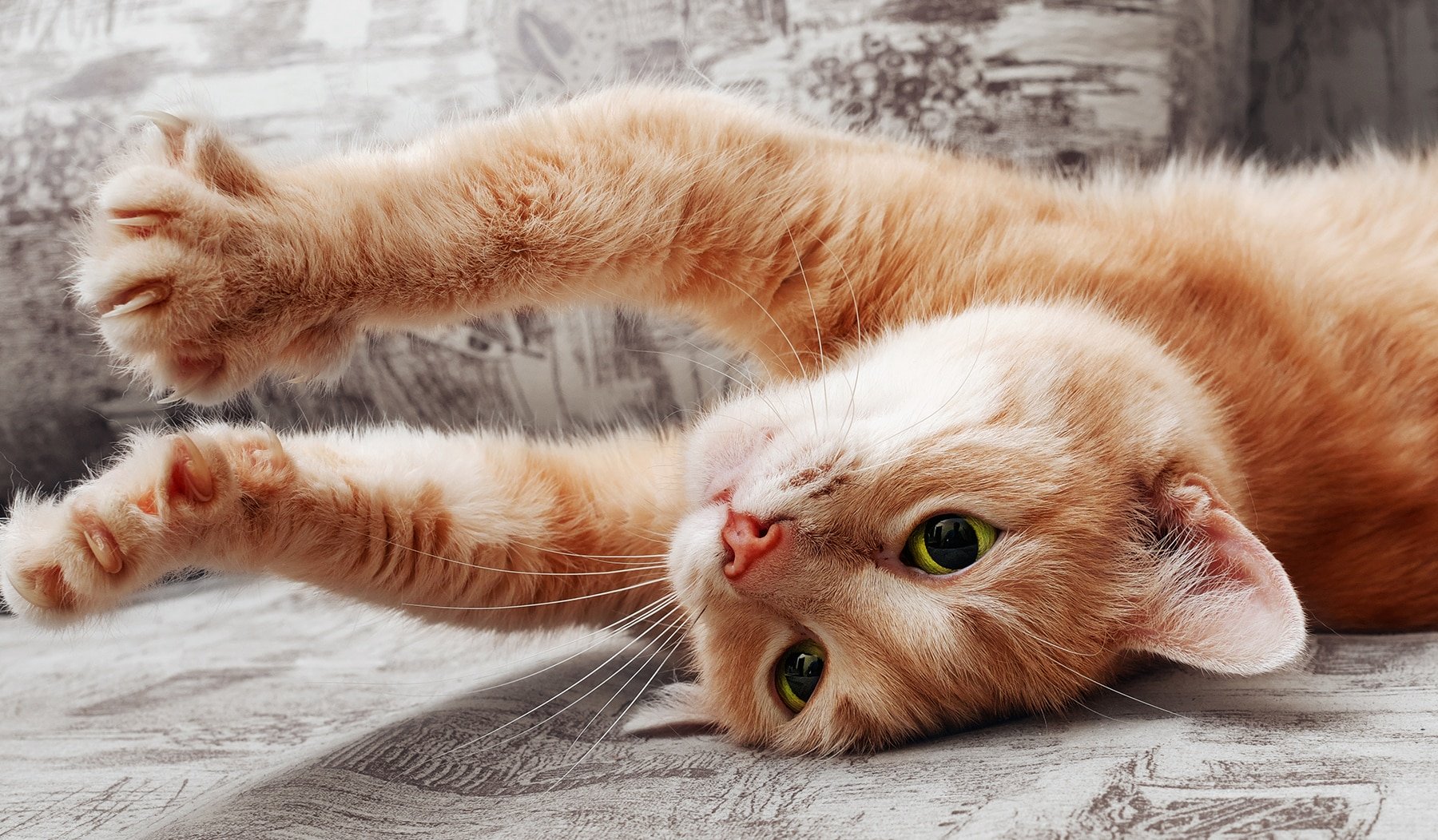 Perché i gatti fanno le fusa?