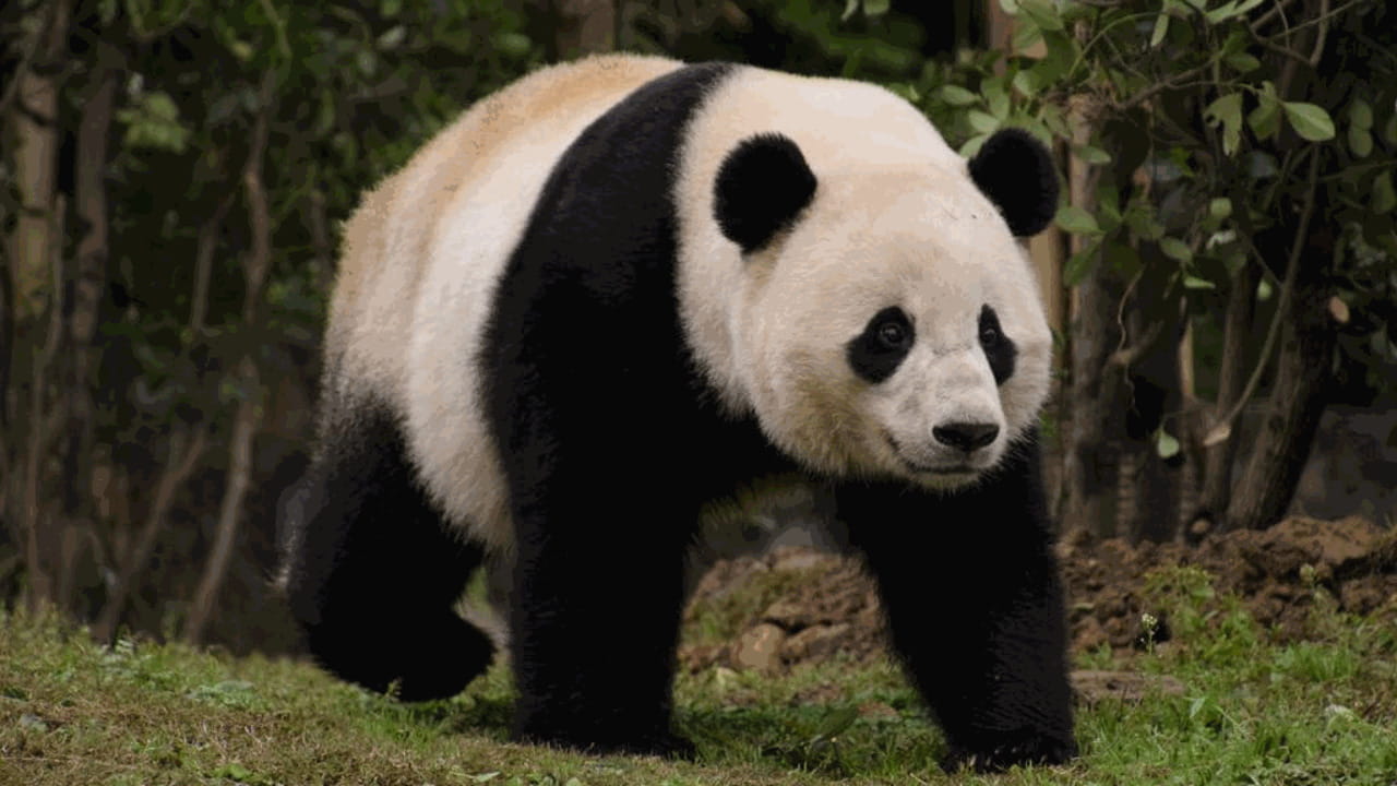Perché i panda sono bianchi e neri | Un panda cammina a quattro zampe