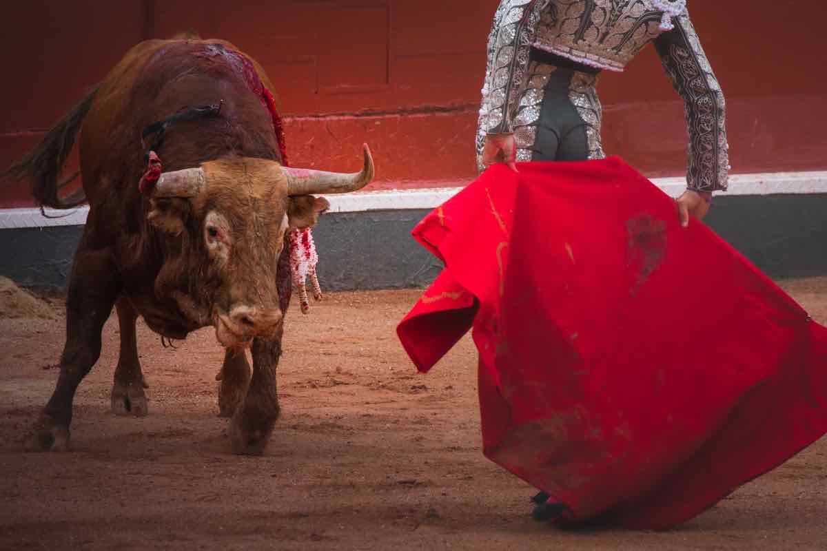 Perché i tori caricano il drappo rosso | Un toro attratto dal colore rosso di un drappo durante la corrida