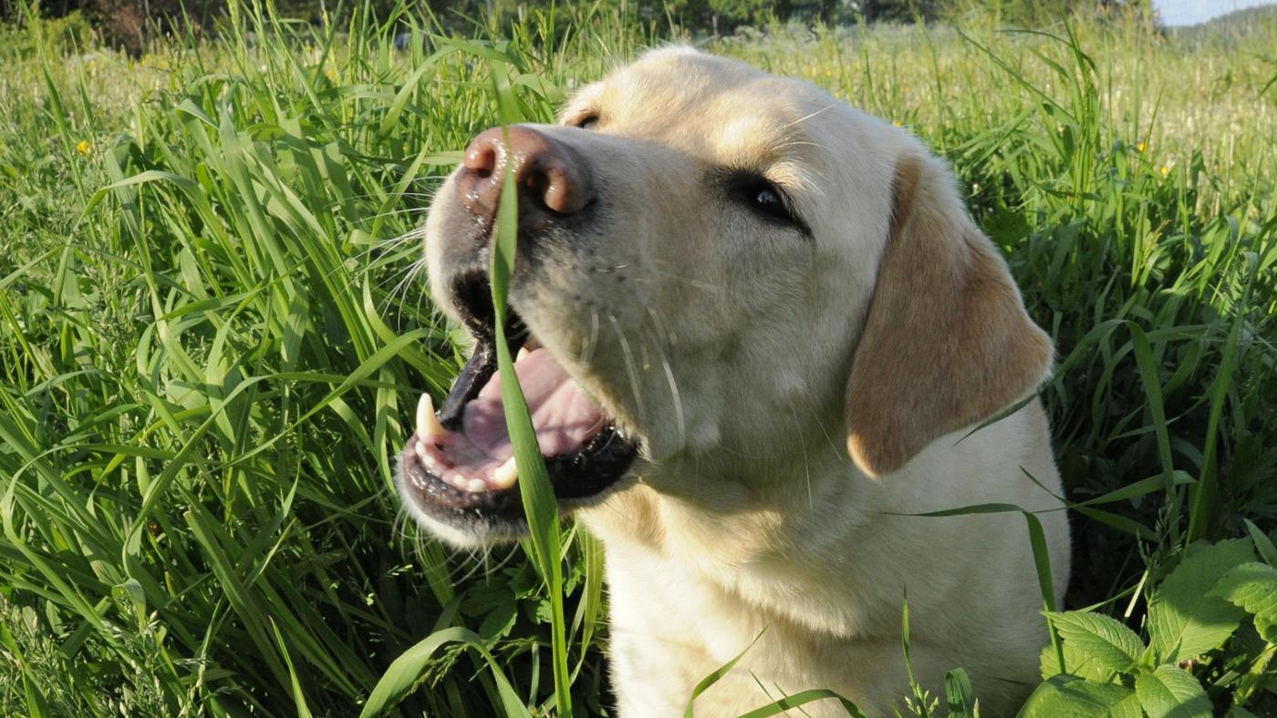 perche il cane mangia l'erba | Esemplare di Labrador che mangia dell'erba