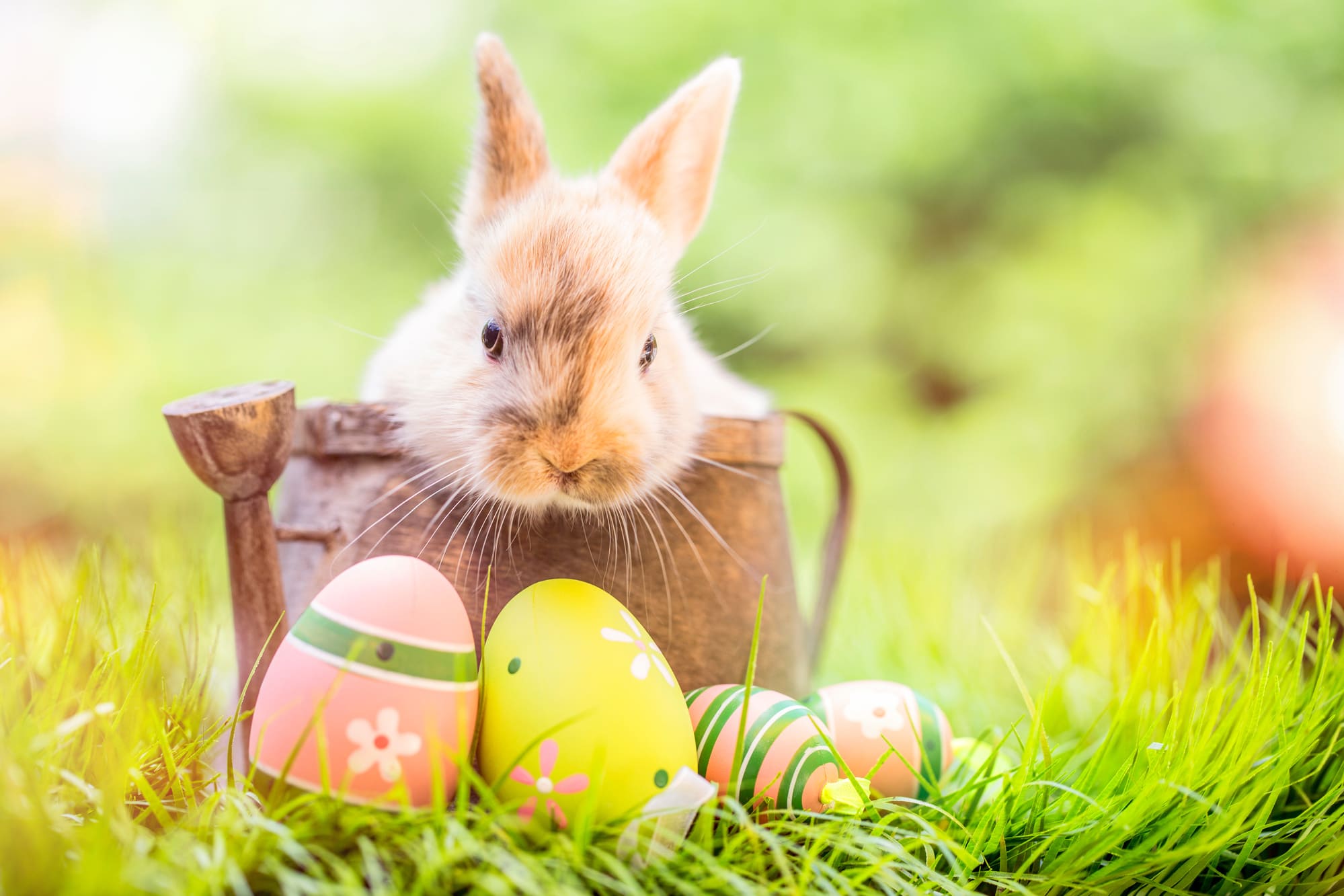 Perché la Pasqua si chiama così | coniglio pasquale con uova
