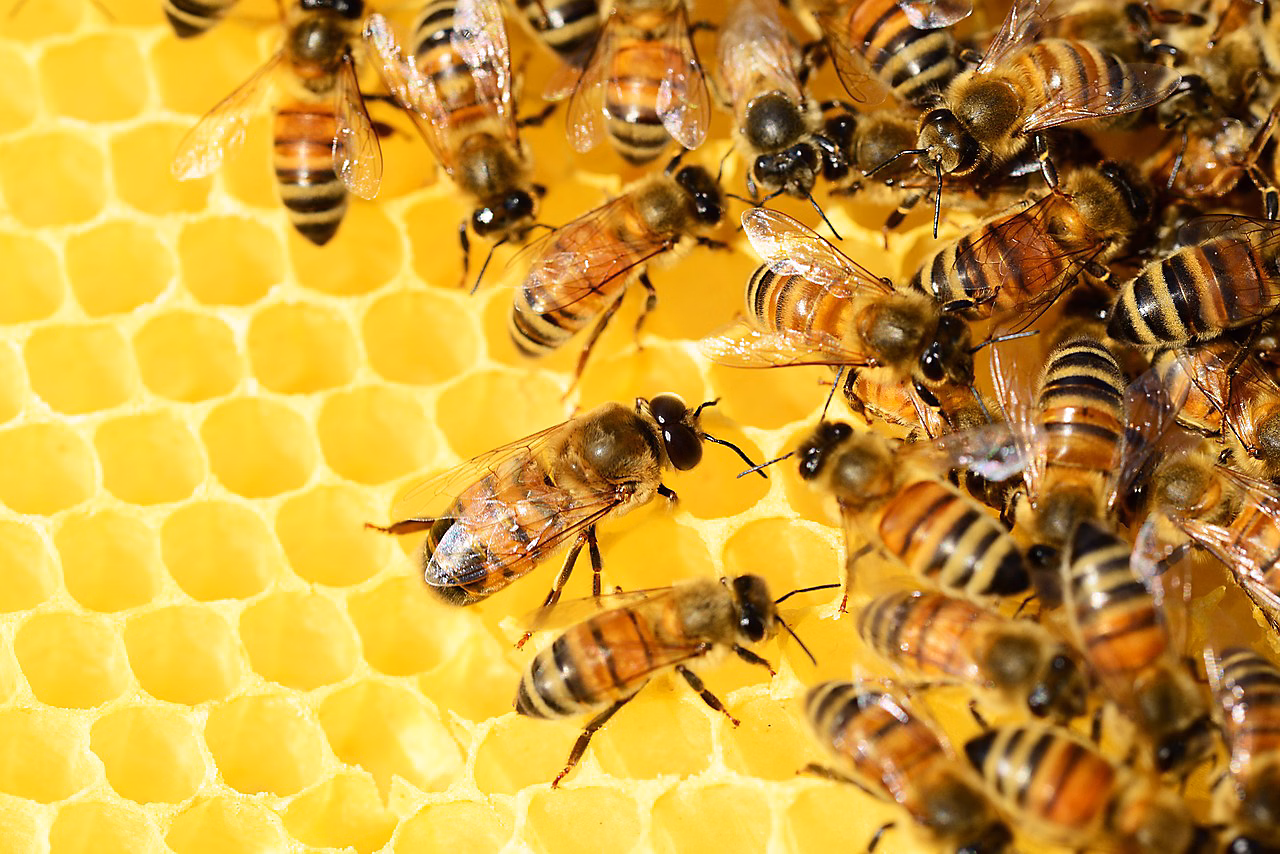 Un gruppo di api in un alveare | Perché le api sono importanti