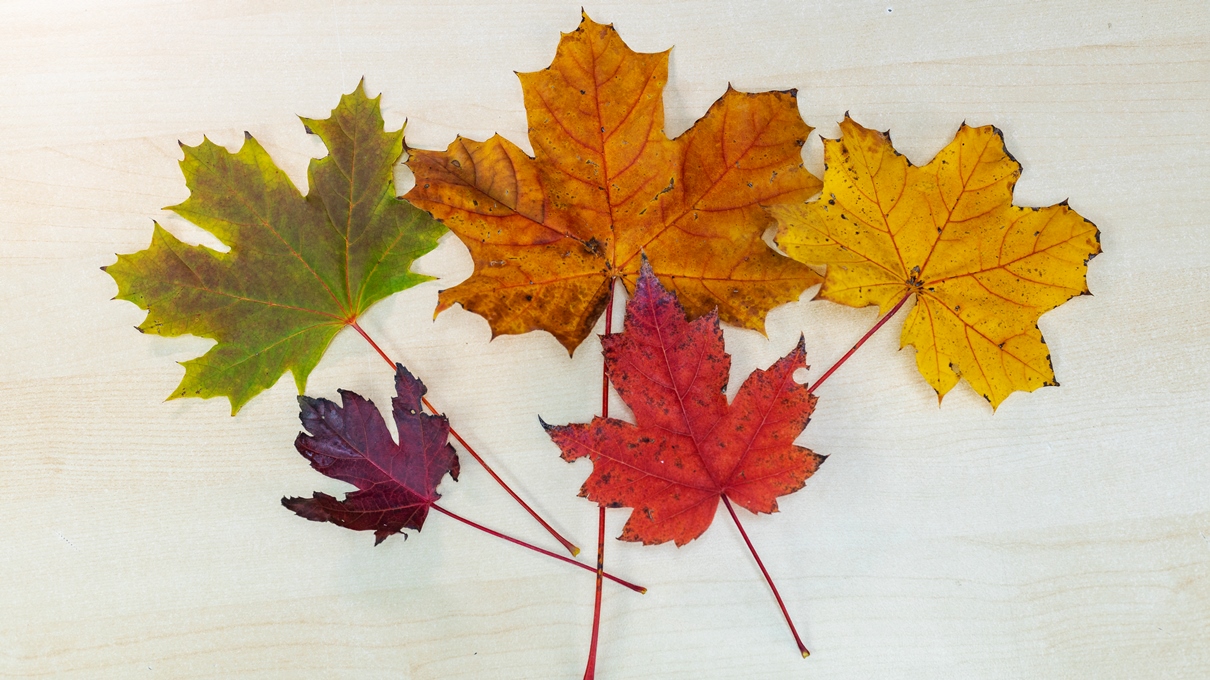 Perché le foglie cambiano colore in autunno | Un gruppo di cinque foglie dai colori diversi
