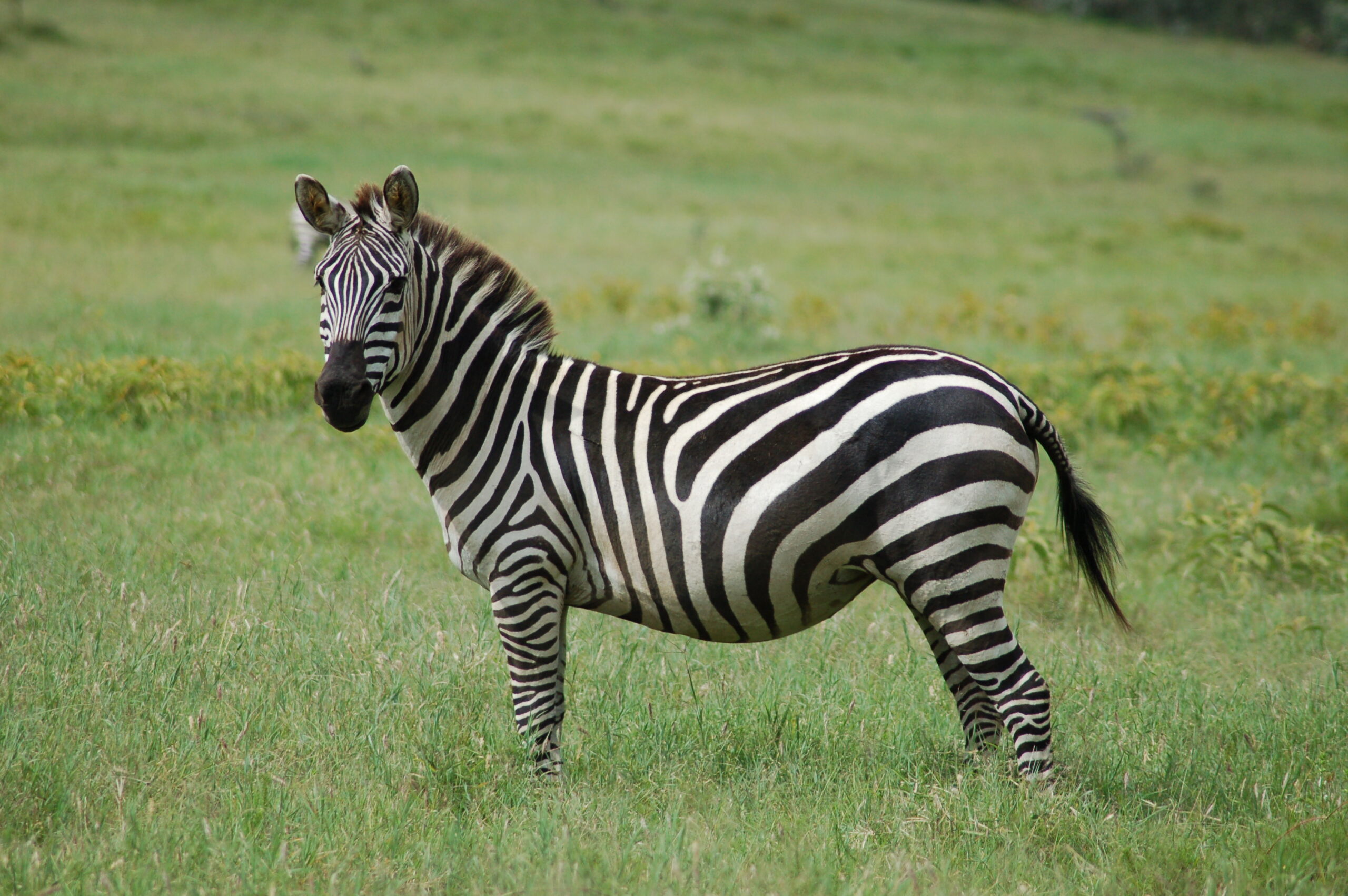 Perché le zebre hanno le strisce | Una zebra in un prato