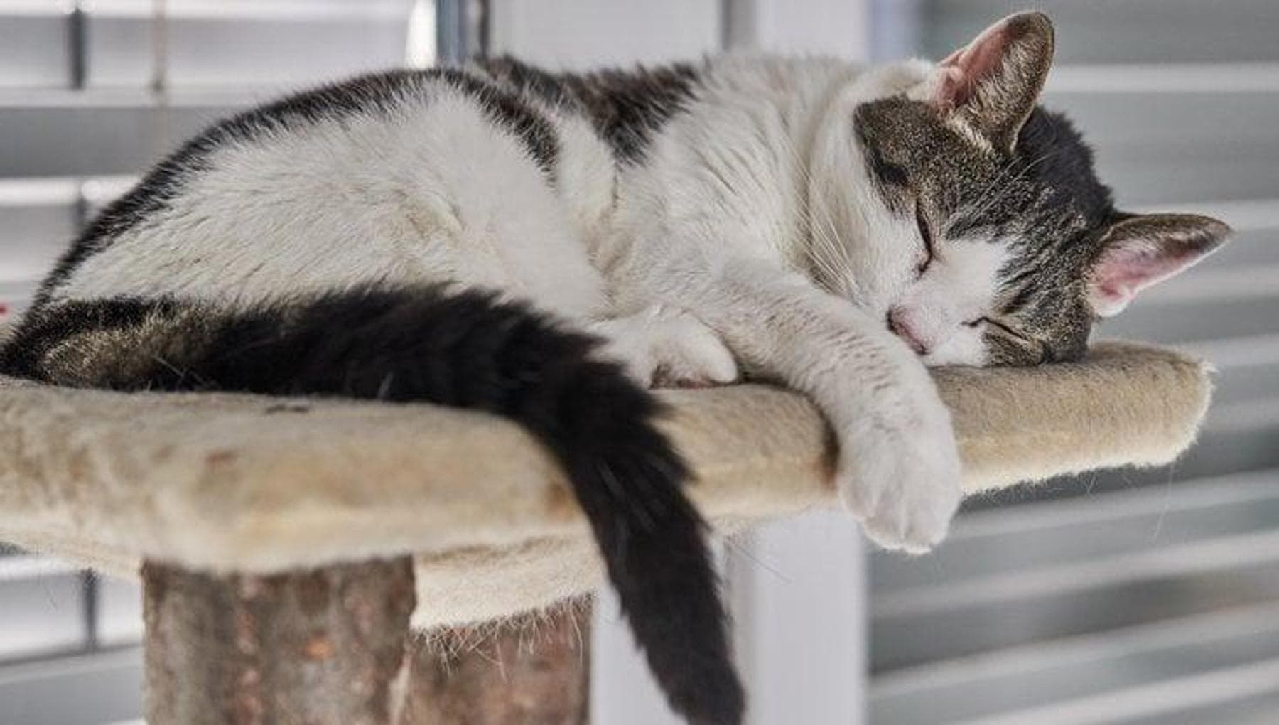 Un gatto addormentato | Perché i gatti dormono tanto