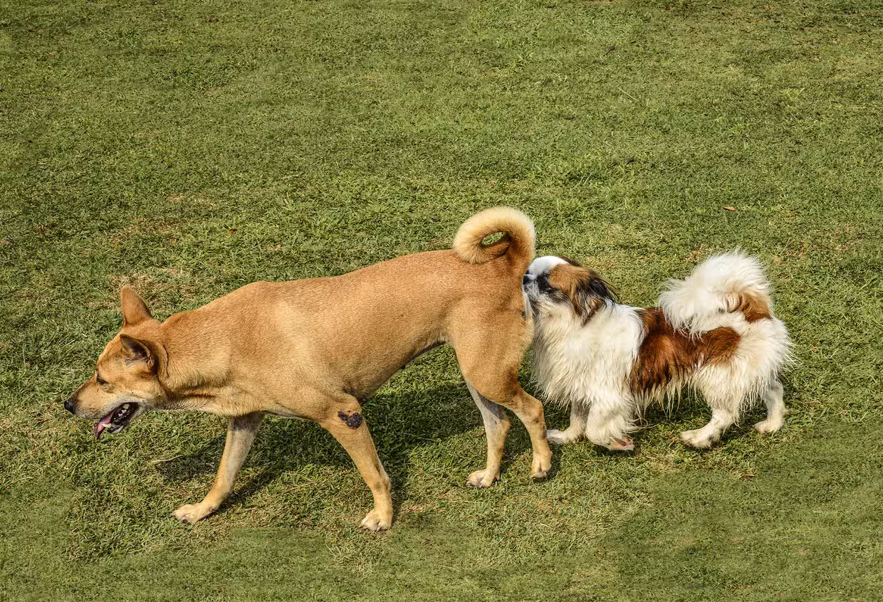 perche i cani si annusano il sedere | due cani che si annusano il sedere
