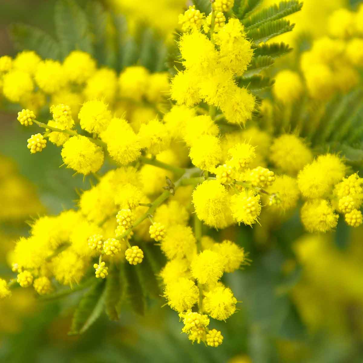 perche l'8 marzo di regalano le mimose | pianta di mimose