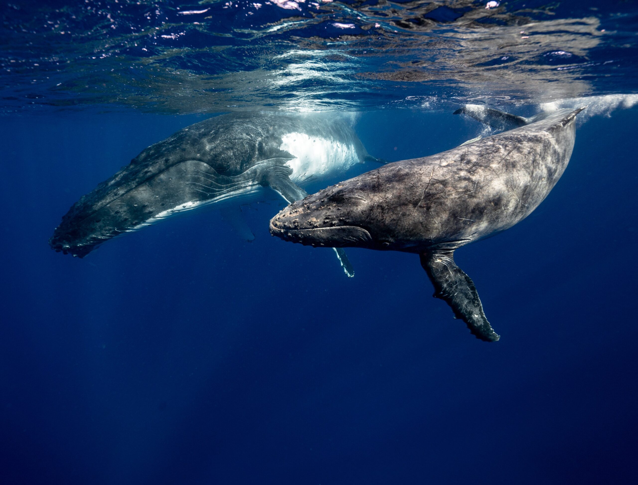 perche le balene cantano | due balene sott'acqua